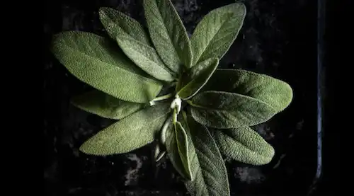 sage leaves is great for hair