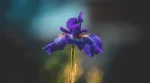 Toscan Iris